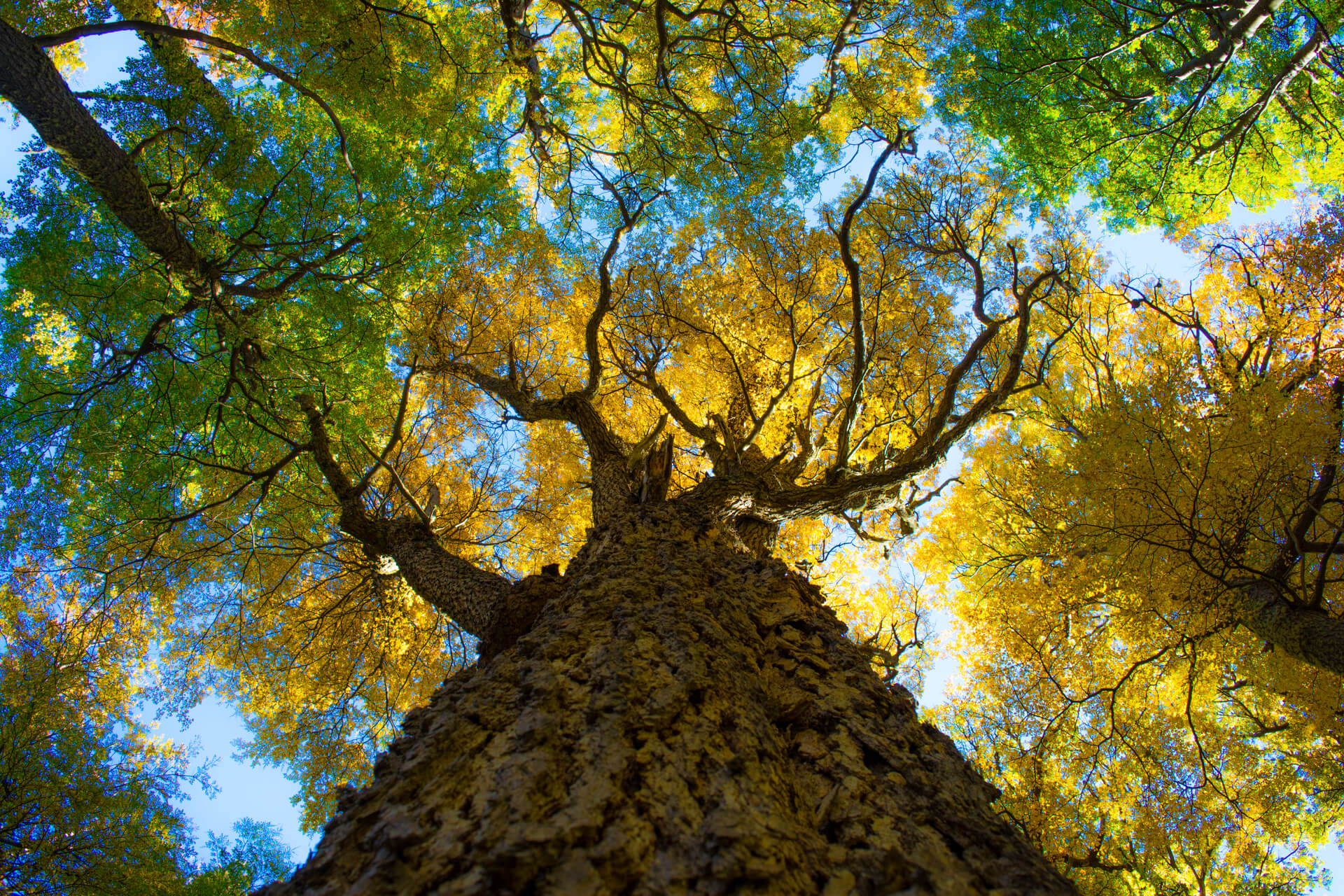 Big tree in Torres del Paine