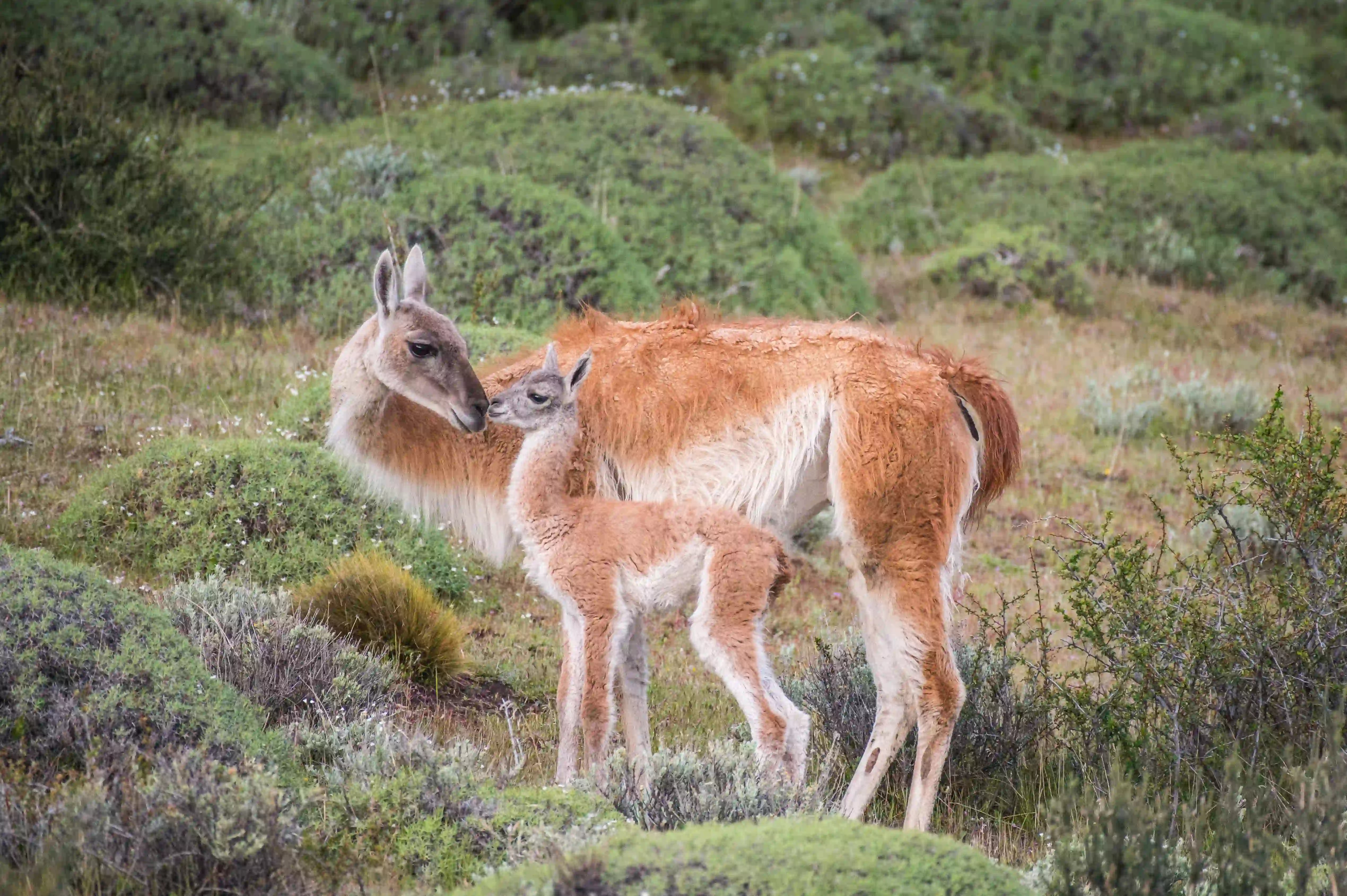 Guanaco in Torres del Paine - Webp